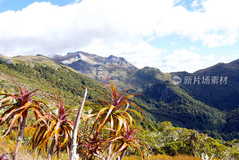 国家公园Kahurangi山Neinei (tracophyllum traversii)